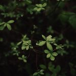 ben-karpinski-uR_pNOruRPk-unsplash